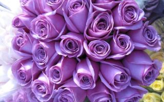 Что означает цвет роз при дарении, к чему дарят зеленые, оранжевые, бордовые цветы